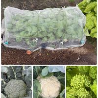 市民農園,冬野菜の収穫,家庭菜園の画像