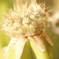 ハオルチア,多肉植物,観葉植物,塊根植物,サボテン科の画像