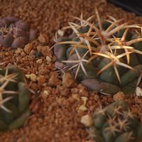 ハオルチア,多肉植物,観葉植物,塊根植物,サボテン科の画像