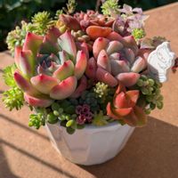 多肉の寄せ植え,多肉女子,多肉寄植え！,多肉植物販売,東京・立川市の画像
