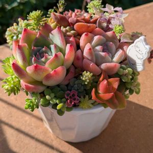 多肉の寄せ植え,多肉女子,多肉寄植え！,多肉植物販売,東京・立川市の画像