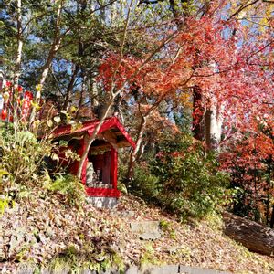 タンキリマメ,植物のある暮らし,スマホ撮影,おでかけ先,金曜キラキラの画像