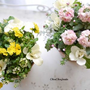 アリッサム,ビオラ,葉ボタン,寄せ植え,DIYの画像