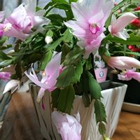 デンマークカクタス,GSに感謝。,いつも心に太陽を,愛と平和の画像