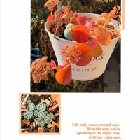 ミセバヤ,多肉植物,多肉の寄せ植え,多肉植物の紅葉,タニラーの画像