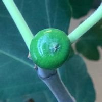 イチジク,いちじく,ホワイトイスキア,室内栽培,鉢栽培の画像