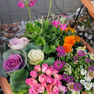 プリムラ　ジュリアン,寄せ植え,花のある暮らし,植中毒,花自慢の画像