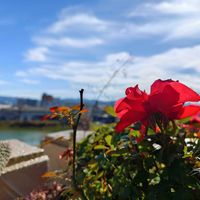 キク,バラ,多肉,ハゼラン,たーぼー*んとこのベランダの画像