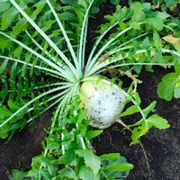 大根,ダイコン,聖護院大根,収穫,京野菜の画像