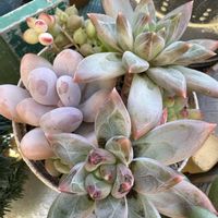 多肉植物,多肉寄せ植え,可愛い多肉ちゃん❤︎,癒し…♡,多肉女子の画像