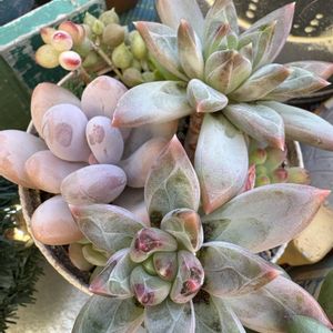 多肉植物,多肉寄せ植え,可愛い多肉ちゃん❤︎,癒し…♡,多肉女子の画像