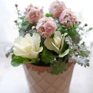 葉ボタン,花かんざし,寄せ植え,DIY,ベランダガーデンの画像