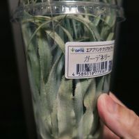 チランジア,チランジア,エアプランツ☆,チランジア・ガルドネリ,チランジア ガーデネリーの画像