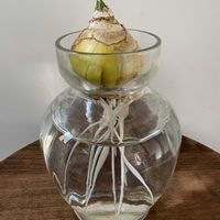 ヒヤシンス,ヒヤシンスの水耕栽培,ヒヤシンス水栽培の画像