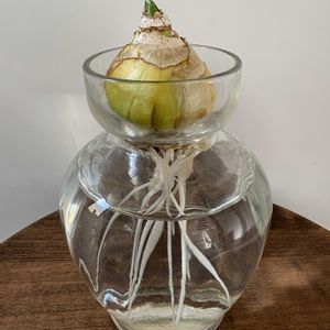 ヒヤシンス,ヒヤシンスの水耕栽培,ヒヤシンス水栽培の画像