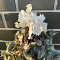 クリスマスローズ,ガーデンシクラメン,クリスマスローズ　ダブルファンタジー,クリスマスローズ ホワイトオーケストラ,クリスマスローズ ダブルバイカラーの画像