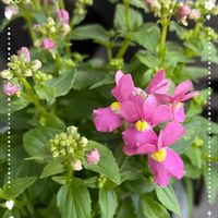 オキザリス,宿根ネメシア,我が家の庭,いつもありがとう♡,花のある暮らし♡の画像