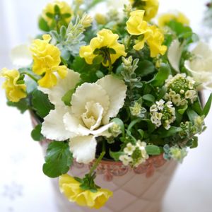 ビオラ,葉ボタン,寄せ植え,DIY,ベランダガーデンの画像