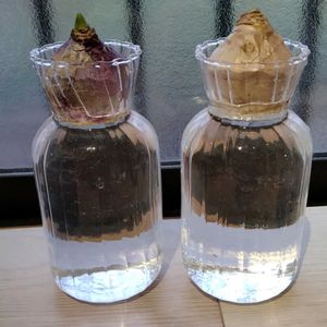 ヒヤシンス,水栽培,植えっぱなし球根,ヒヤシンス水栽培の画像