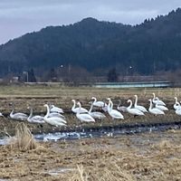 白鳥,いね,田んぼ,ハクチョウ,野鳥の画像