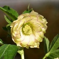 クリスマスローズ,花のある暮らし,クリスマスローズ　ウィンターシンフォニーの画像