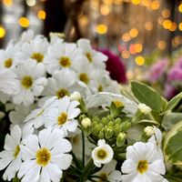 プリムラ マラコイデス,おひさまの画像