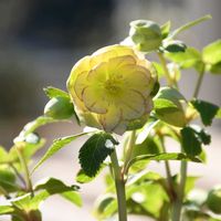 クリスマスローズ,花のある暮らし,加藤農園の画像