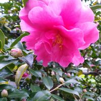 ミセバヤ,多肉植物いろいろ,多肉植物の寄せ植え,山茶花(さざんか）,多肉植物の画像