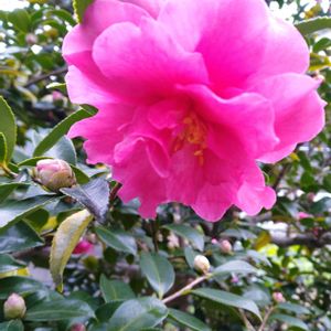 ミセバヤ,多肉植物いろいろ,多肉植物の寄せ植え,山茶花(さざんか）,多肉植物の画像