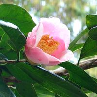 ツバキ,ヒマラヤザクラ,散歩,お出かけ先の画像