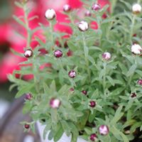 花かんざし,グリーンプラザ山長の画像