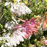 エリカ,エリカ クリスマスパレード,可愛い,花散歩,ぷっくりの画像