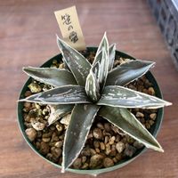 サボテン,アガベの画像