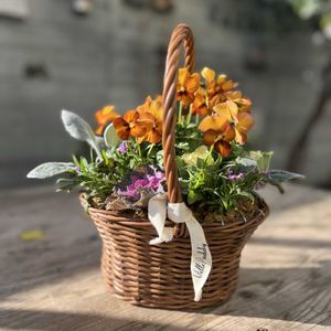 葉牡丹,シロタエギク ニュールック,ビオラ ゆうやけ,アリッサム　パープル,寄せ植えの画像