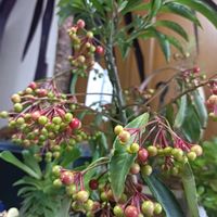 万両,マイガーデン,いつもありがとう♡,優しい気持ち,その他部屋の画像