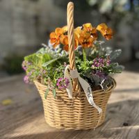 シロタエギク,葉牡丹,アリッサム ピンク,ビオラ ゆうやけ,寄せ植えの画像