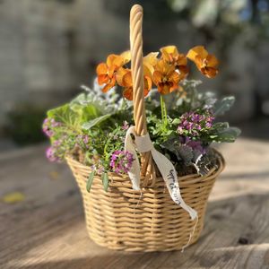 シロタエギク,葉牡丹,アリッサム ピンク,ビオラ ゆうやけ,寄せ植えの画像