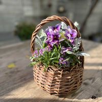 シロタエギク,葉牡丹,ビオラ ぶどう,アリッサム　パープル,寄せ植えの画像