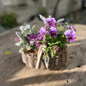 葉牡丹,アリッサム ピンク,シロタエギク ニュールック,ビオラ ぶどう,寄せ植えの画像