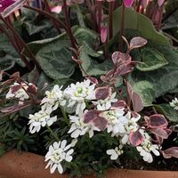 ハツユキカズラ,ガーデンシクラメン,宿根イベリス,ありがとう♡,繋がりに感謝✨の画像