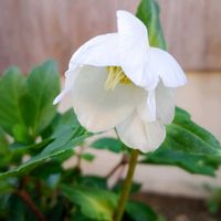 クリスマスローズ,ナンキンハゼの実,癒やし,ばら バラ 薔薇,ほっこり笑顔にの画像