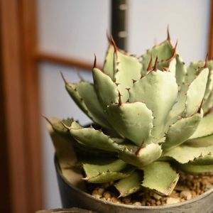アガベ吉祥冠,アガベ属,植中毒,岩手県,東北の画像