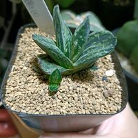 Gasteria,ガステリア墨鉾,ガステリア墨鉾,磯松臥牛,磯松臥牛の画像