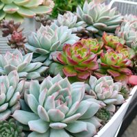 ティッピー,レディジア,多肉植物,エケベリア属,多肉大好きの画像