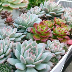 ティッピー,レディジア,多肉植物,エケベリア属,多肉大好きの画像