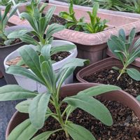 アグロステンマ,キンセンカ,ストック,花苗,美女なでしこの画像