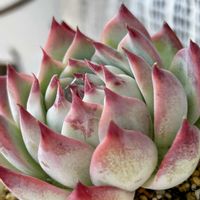 みどり牡丹,ピンクルルビー,エケベリア 桃太郎,多肉植物,癒しの画像