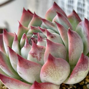 みどり牡丹,ピンクルルビー,エケベリア 桃太郎,多肉植物,癒しの画像