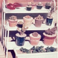 サボテン,昔の写真の画像