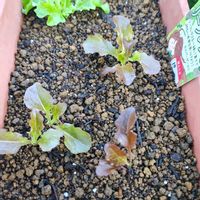 レタス,リーフレタス,ミックスレタス,プランター栽培,ガーデンレタスミックスの画像